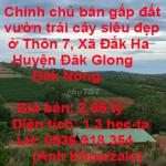 Chính chủ bán gấp đất vườn trái cây siêu đẹp ở Thôn 7, Xã Đắk Ha, Huyện Đăk Glong, Đắk Nông