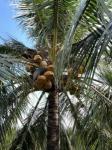 Bán gấp mẫu đất vườn dừa tại xã Châu Bình trái xum xuê đang thu hoạch mỗi tháng trên 2000 trái