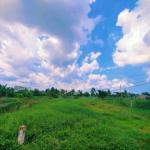 Cần bán 500mv đất vườn tại Thị trấn Cần Giuộc, Long An