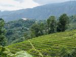 Bán đất y tý, bát xát, lào cai - siêu phẩm tại thôn lao chải, view độc đáo