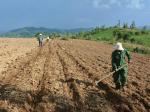 Cần bán gấp hơn 3 công đất vườn giá ngộp ở Tây Ninh