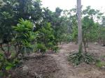 Gia đình cần bán mảnh đất tại huyện hoa lư- tỉnh ninh bình