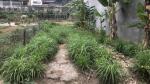 Chính chủ bán lô đất đẹp tại  khu đô thị trằm đá - gia cẩm - việt trì - phú thọ